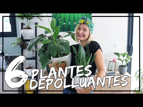 6 plantes dépolluantes pour un intérieur plus sain !