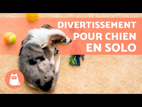 Comment DIVERTIR un CHIEN SEUL à la MAISON 🐶🏠 (7 façons)