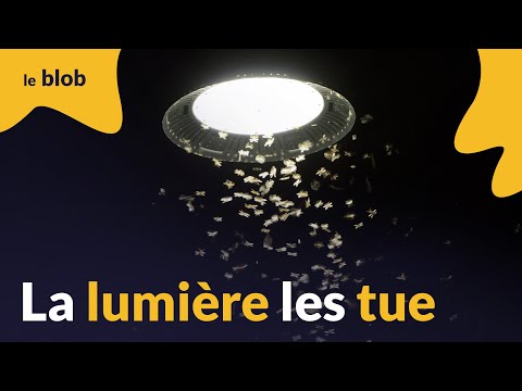 La pollution lumineuse rend les insectes fous, on sait enfin pourquoi | Actu de science