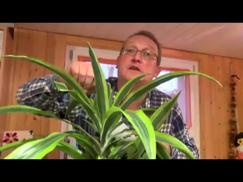 Les plantes qui purifient votre bureau