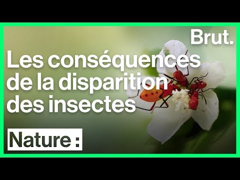 Les insectes décimés par le réchauffement climatique