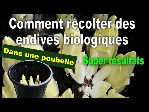 Comment cultiver et réussir des endives de culture biologique dans une poubelle !