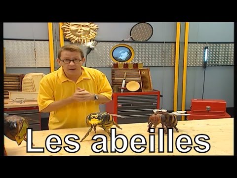 Comment différencier une abeille, une guêpe, un frelon et un bourdon? - C'est pas sorcier