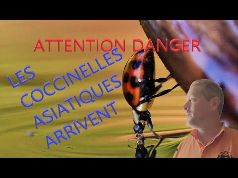 Tout savoir sur Les coccinelles asiatiques,  sont elles un danger ? comment lutter ?s'en débarrasser