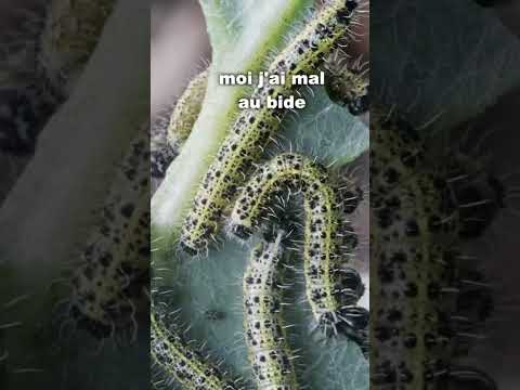 Les guêpes PARASITOÏDES #shorts