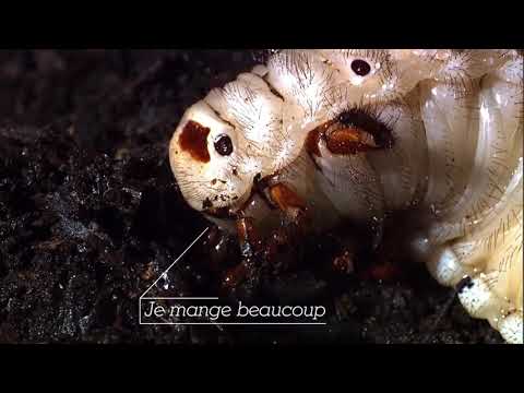 Le lucane cerf-volant