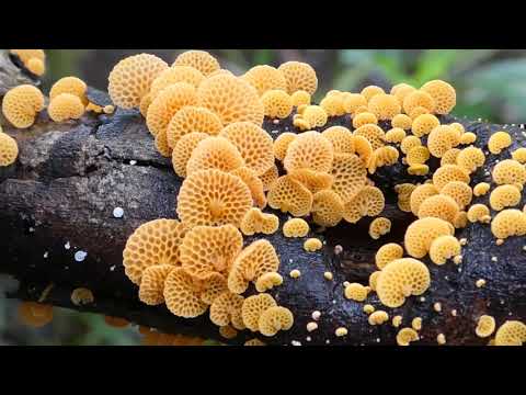 Favolaschia calocera