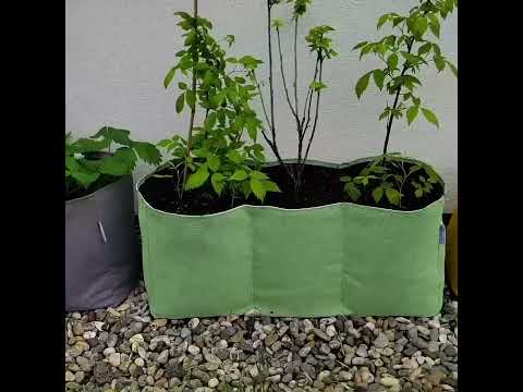 Dîtes adieu aux plantes qui étouffent dans leur pot | Jardinerie Bourgeon