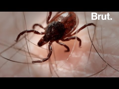 Les tiques : que nous veulent-elles ?