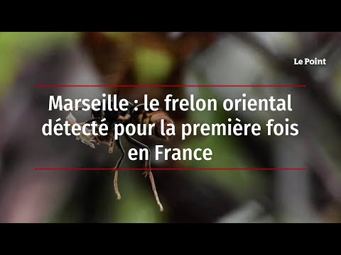 Marseille : le frelon oriental détecté pour la première fois en France
