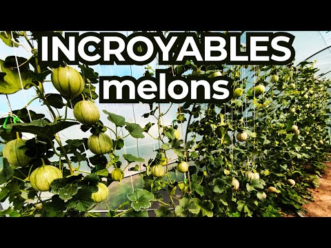 Réussir la culture du melon : 70 melons sur 8 mètres, conseils pour melon charentais et plus !