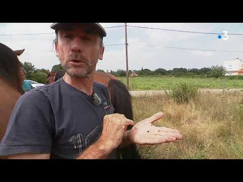 Perpignan : une tique géante observée dans les élevages de chevaux