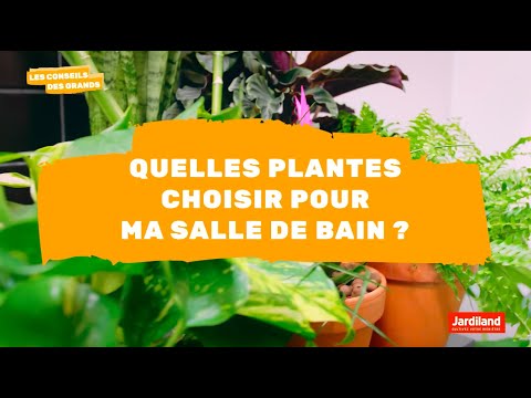 Quelles plantes choisir pour ma salle de bain ?