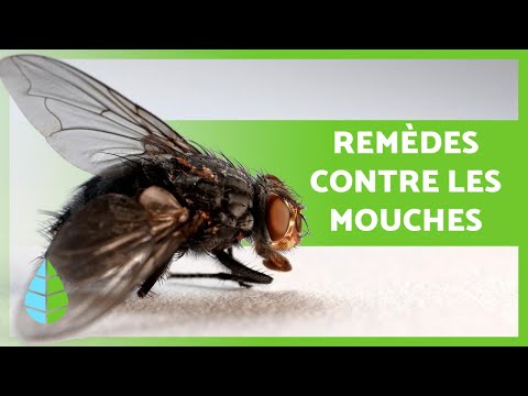 8 REMÈDES MAISON pour FAIRE FUIR les MOUCHES 🧄✅ Super efficaces !