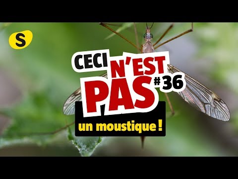 Ceci n'est pas un moustique (#36)