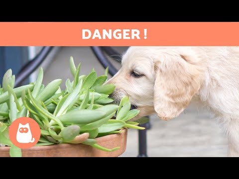 10 PLANTES qui PEUVENT TUER votre CHIEN 🐶❌🌷