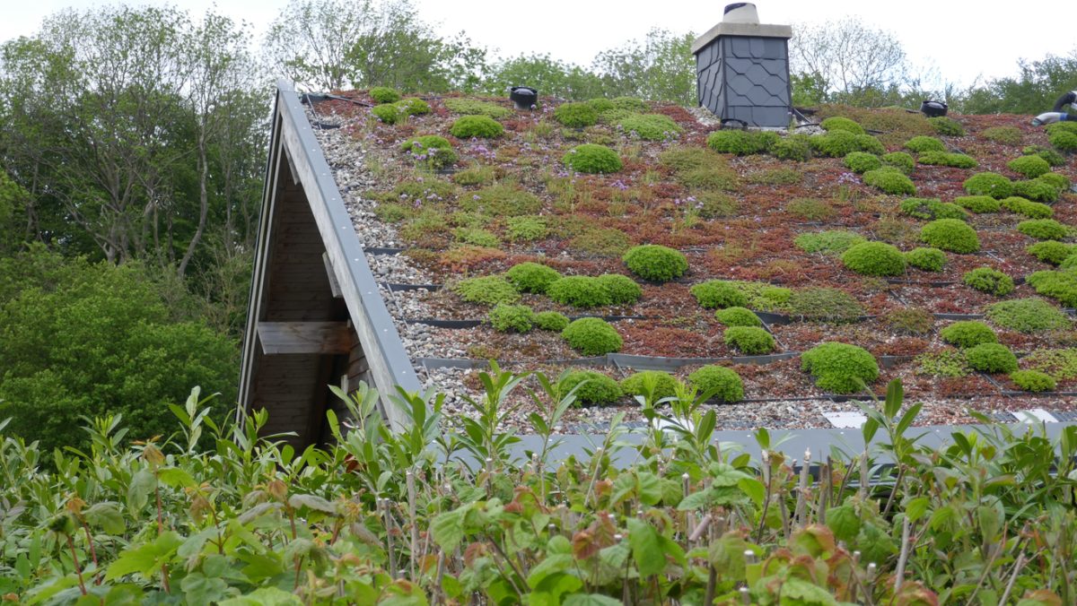 green roof of an ecological house, energy planted with grass and moss