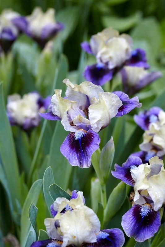 4 faits amusants sur les iris qui vous feront les aimer encore plus