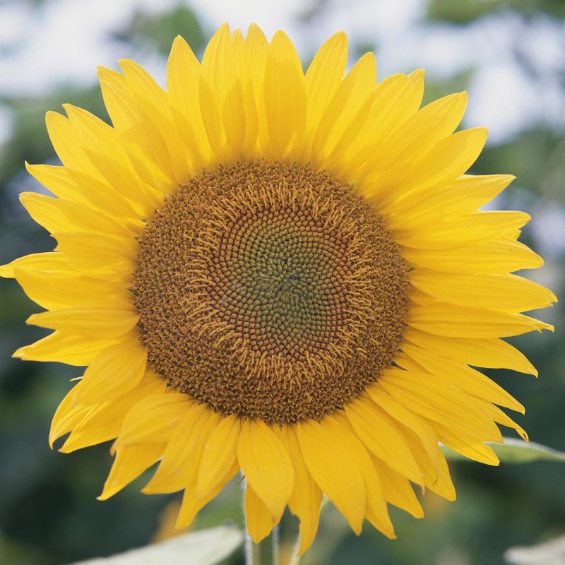 5 faits amusants sur les tournesols qui vous donneront envie de les cultiver