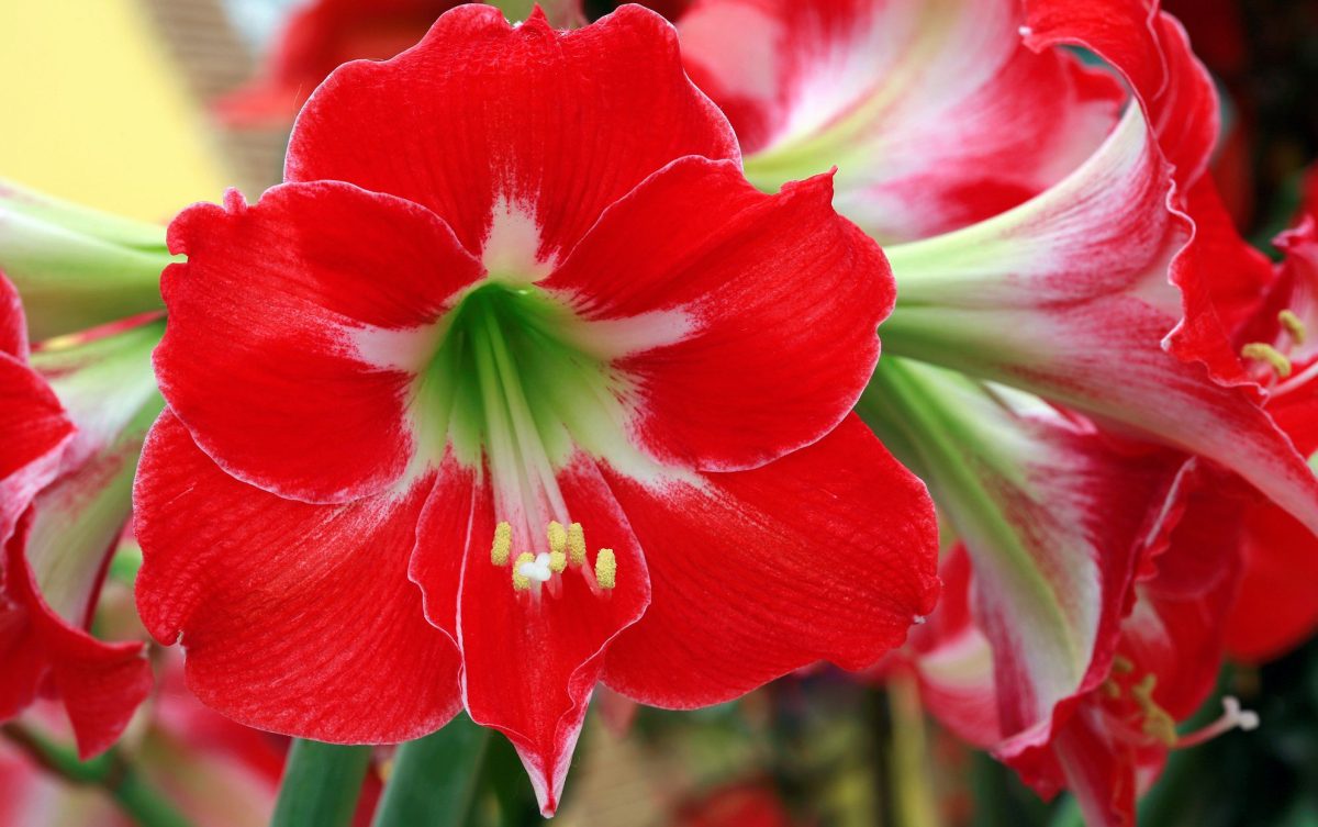 5 faits sur les amaryllis qui rendent cette fleur encore plus captivante