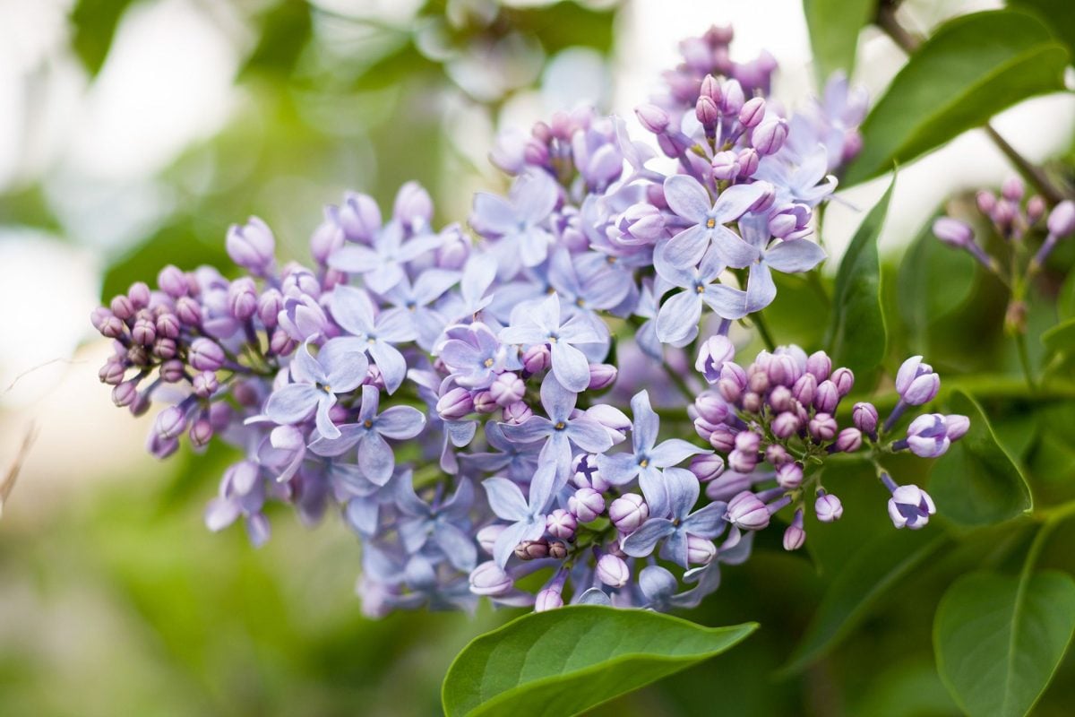 6 faits sur les lilas qui impressionneront vos amis jardiniers
