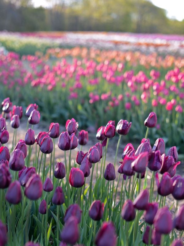 7 faits que tout amateur de tulipes devrait connaître