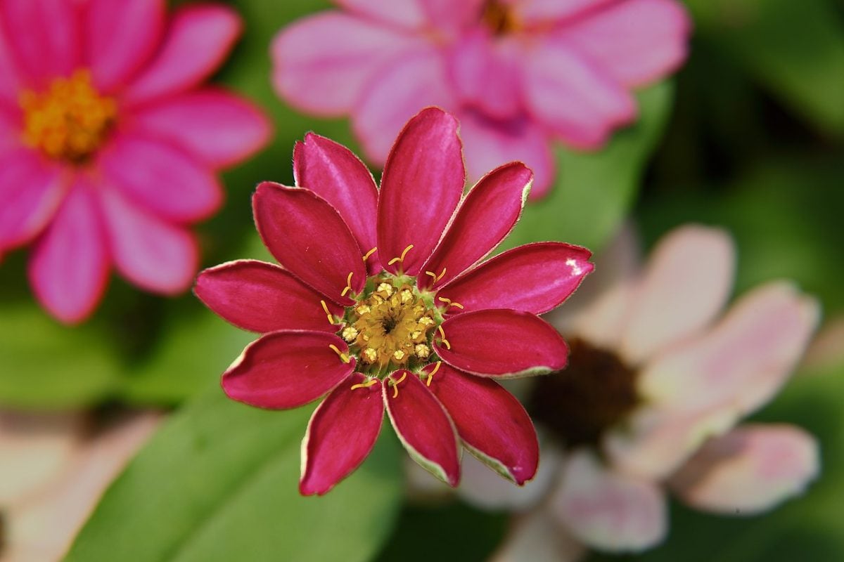 Agapanthe rouge