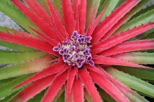 bromelia