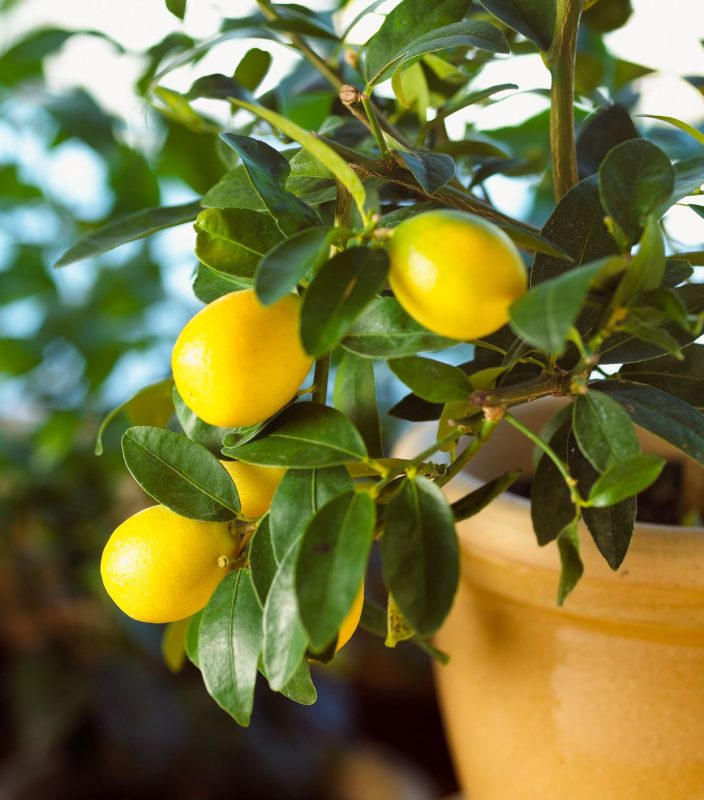 2 Citronniers Artificiels En Pot – Hauteur 22 Cm – Décoration Réaliste Pour Bureau, Maison, étagère – Plastique Durable – Entretien Zéro