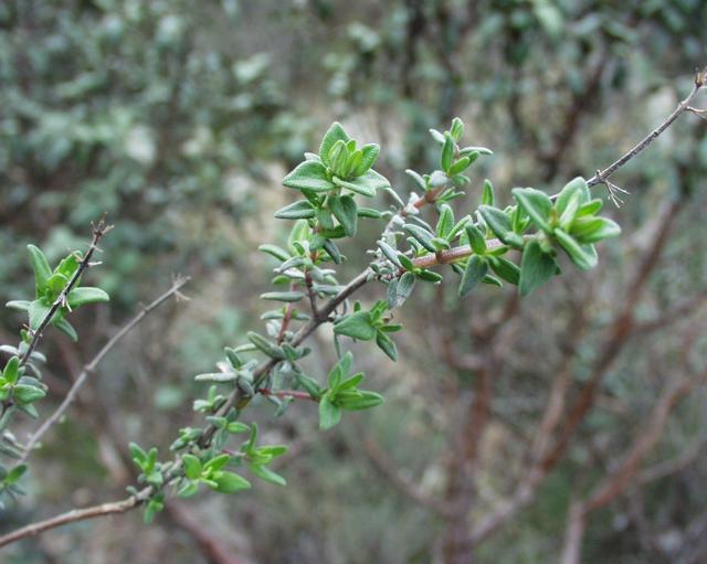 thym-frais-toxique