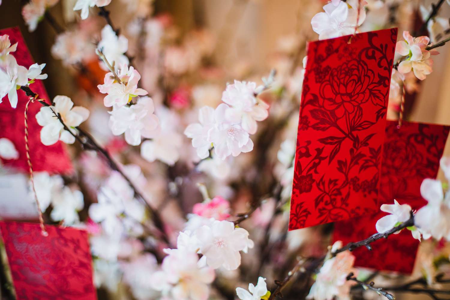 Chinese new year celebration-red envelope hanging on cherry blossom tree