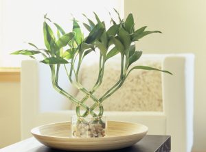Feng Shui Lucky Bamboo