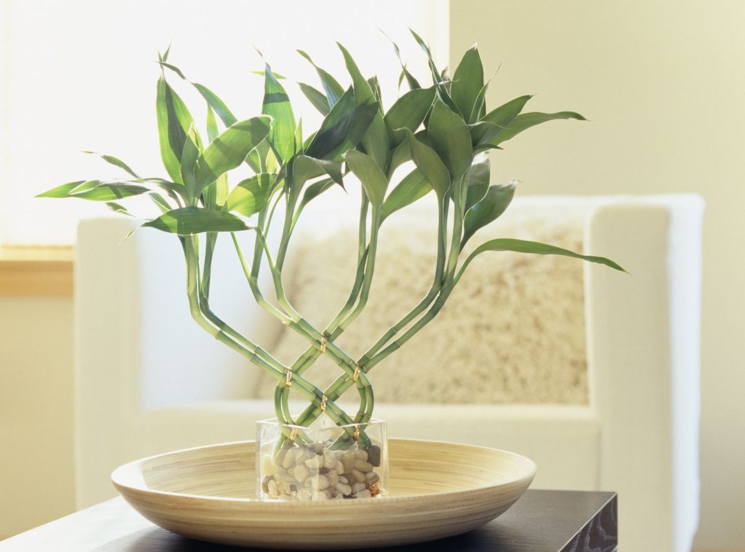 feng shui lucky bamboo