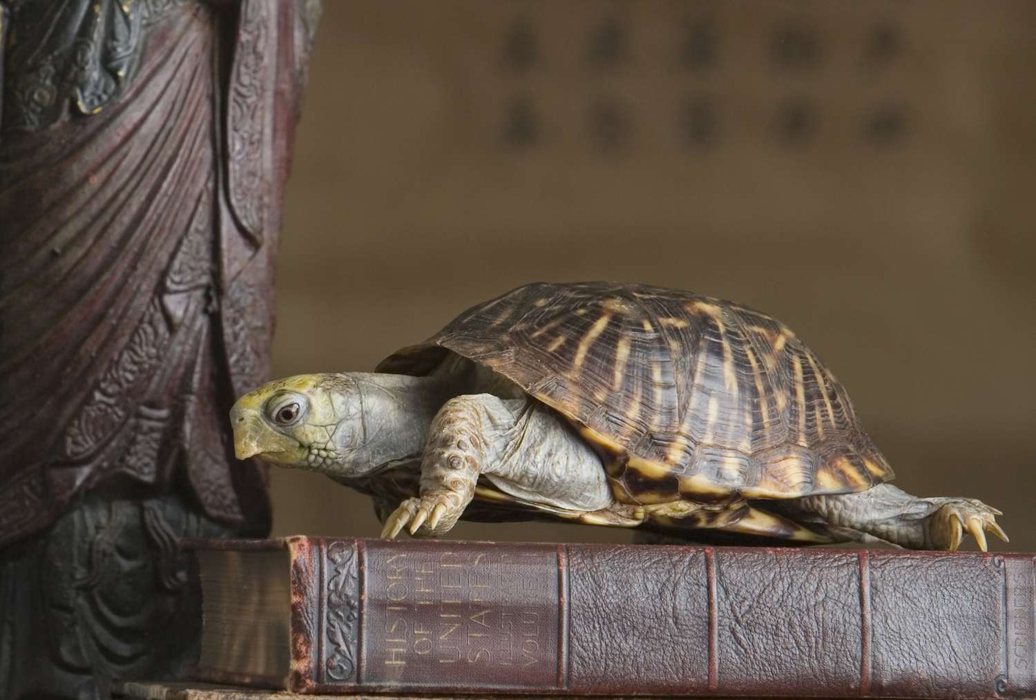 Signification et utilisations du symbole de la tortue dans le Feng Shui Signification et utilisations du symbole de la tortue dans le Feng Shui