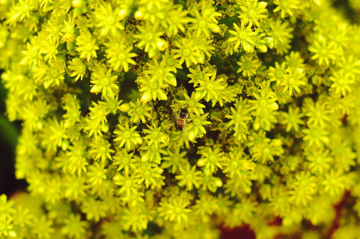 Bouture mimosa Nostrodomus