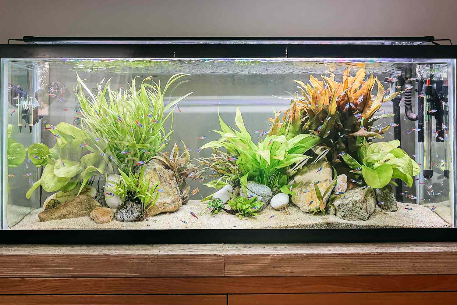 Aquarium tank with underwater foliage and small fish