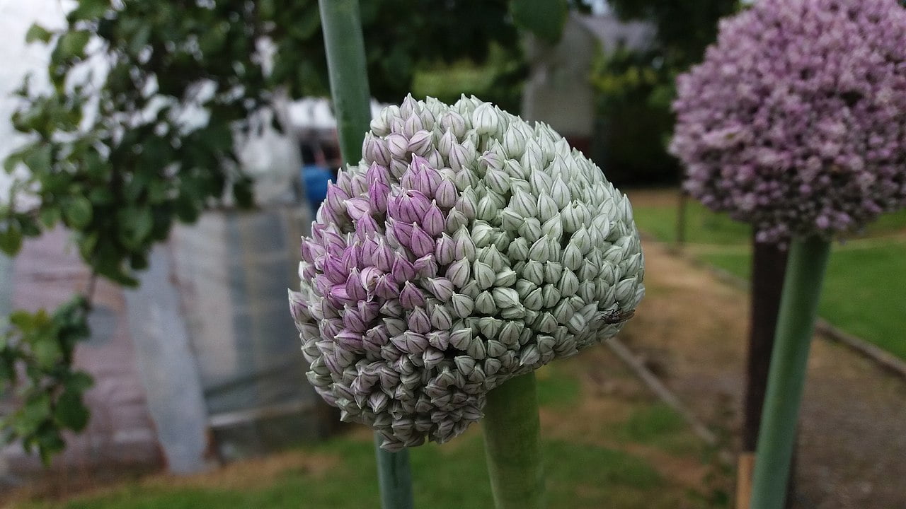 fleur de poireau
