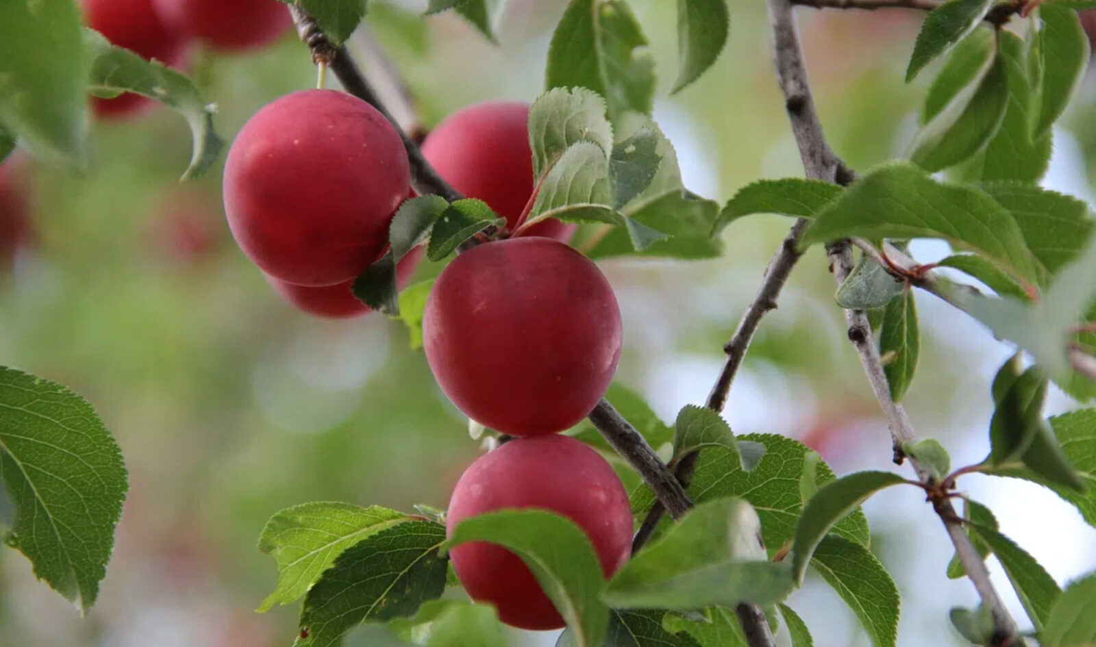 mirabelles rouges