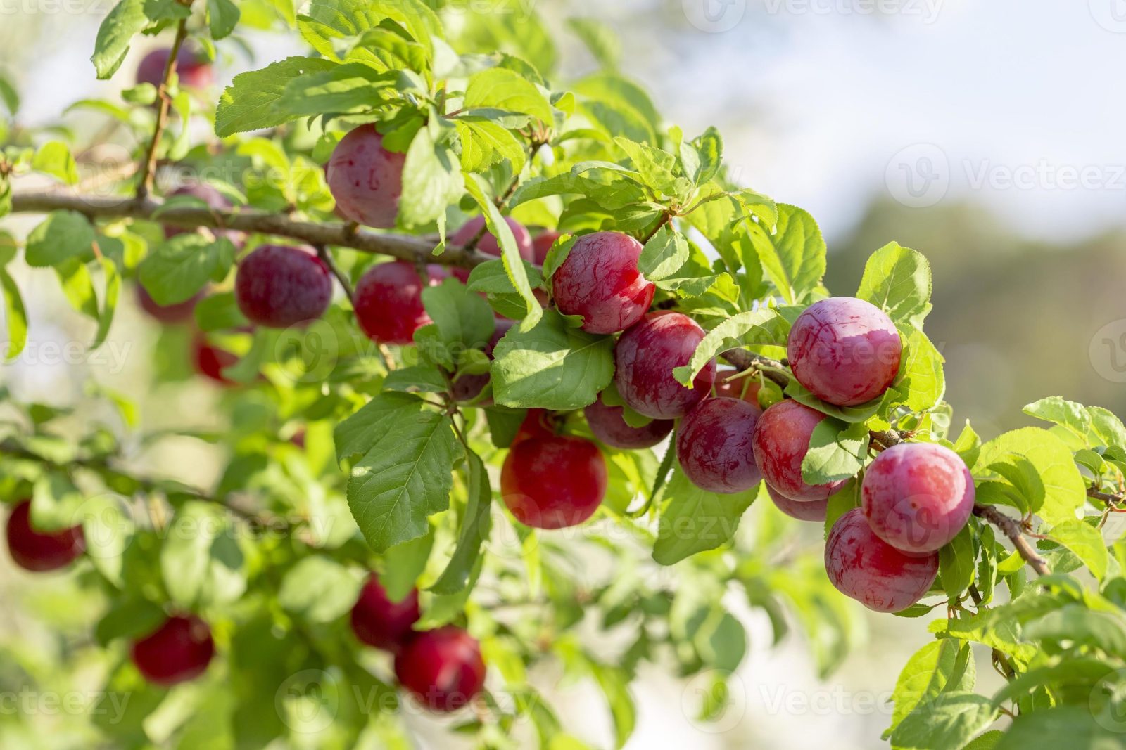 mirabelle rouge