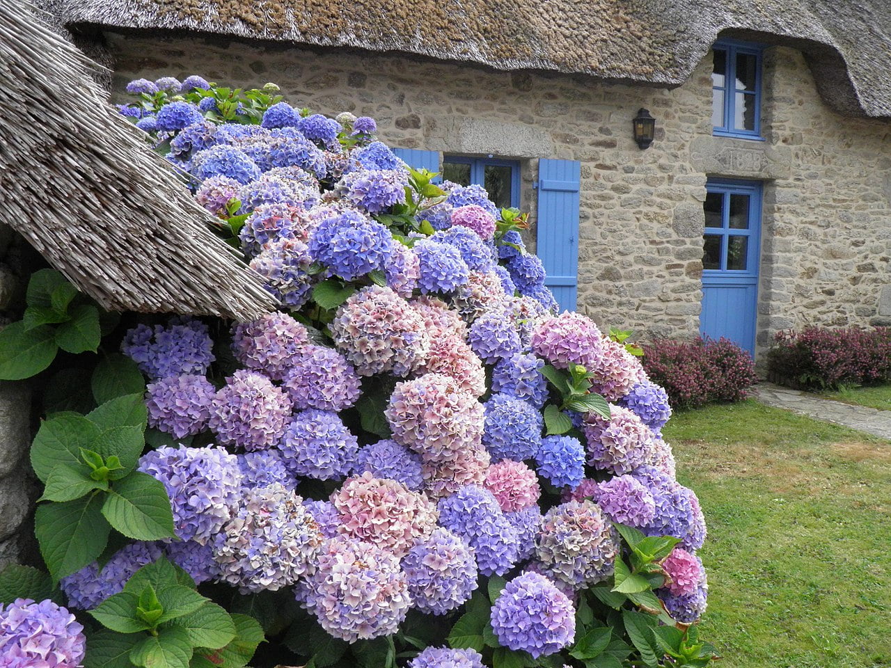 Que planter avec des hortensias ?