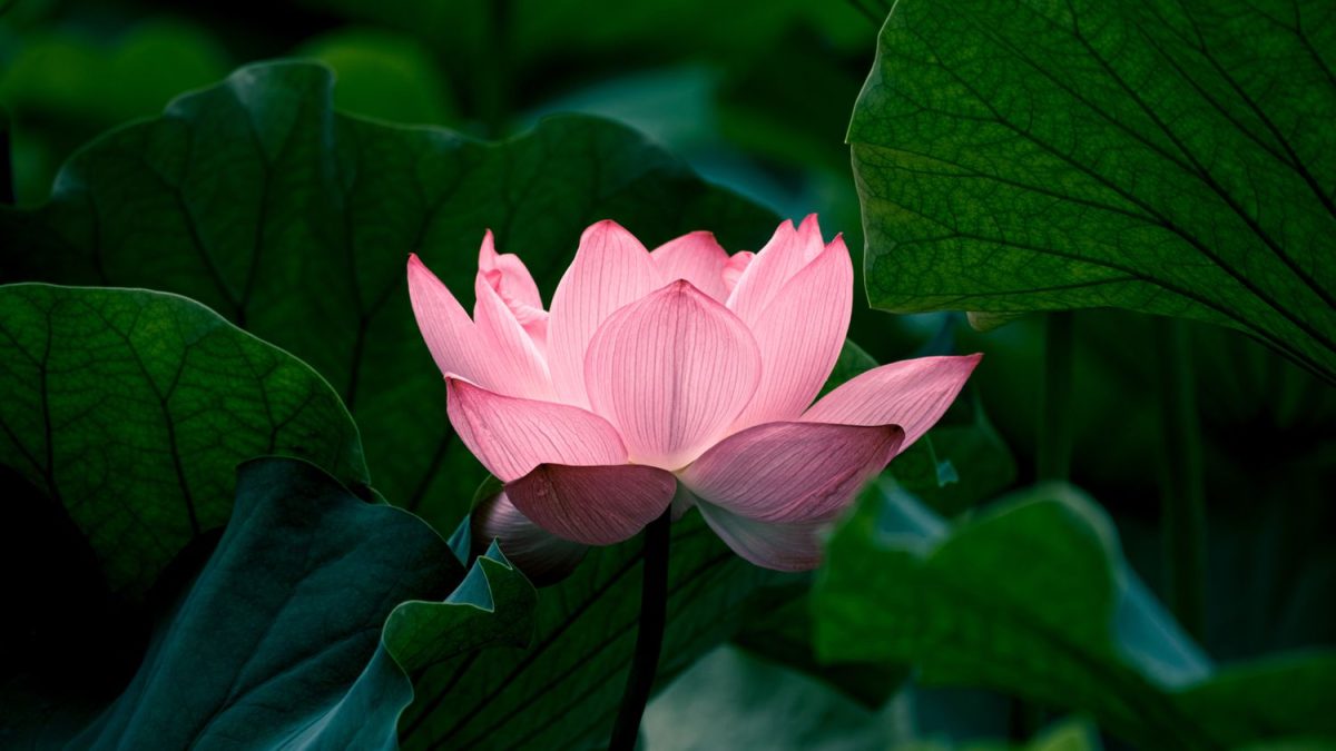 a single pink lotus flower surrounded by dark green leaves