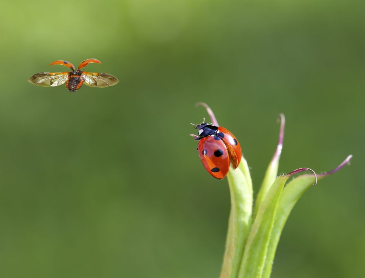 Coccinelle Dans La Maison Signification | Ventana Blog