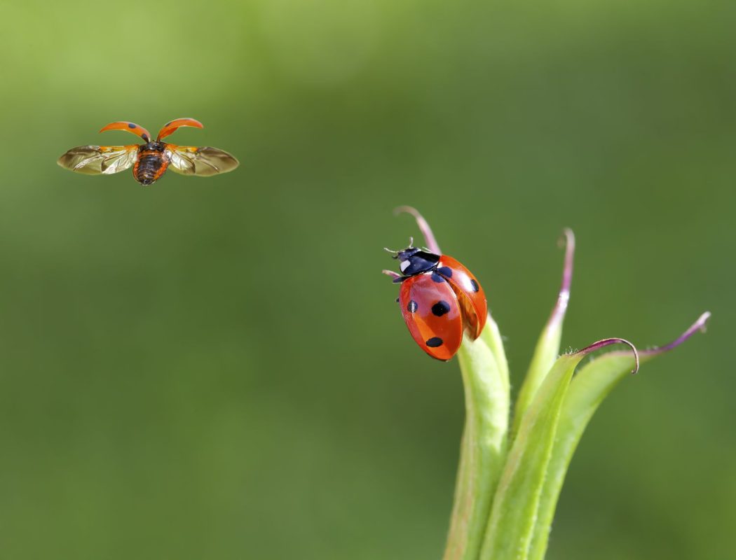 Two ladybirds