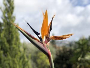 oiseau du paradis