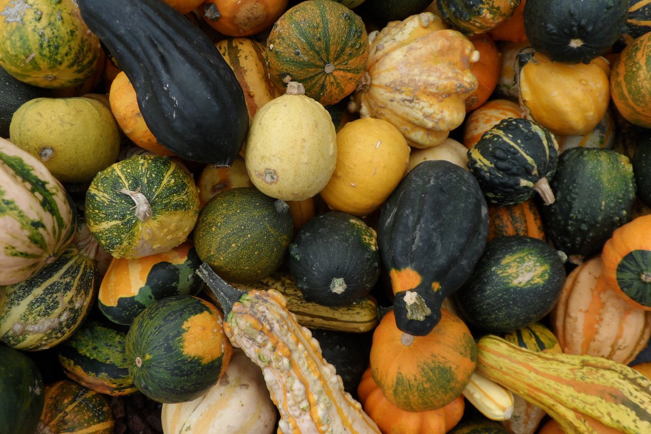 structure pour faire grimper les courges