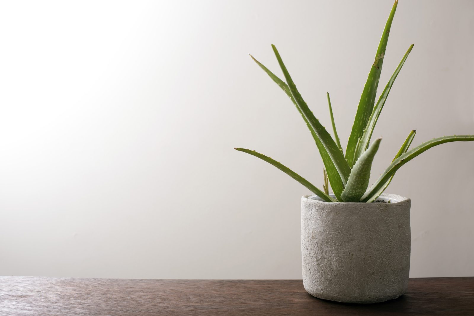 aloe vera