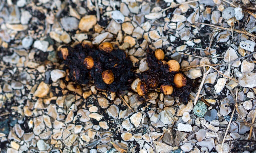 Photo d'une crotte de blaireau