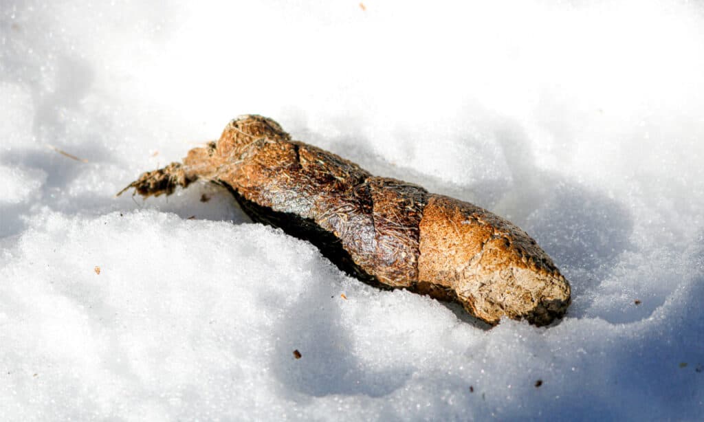 photo de crotte de renard