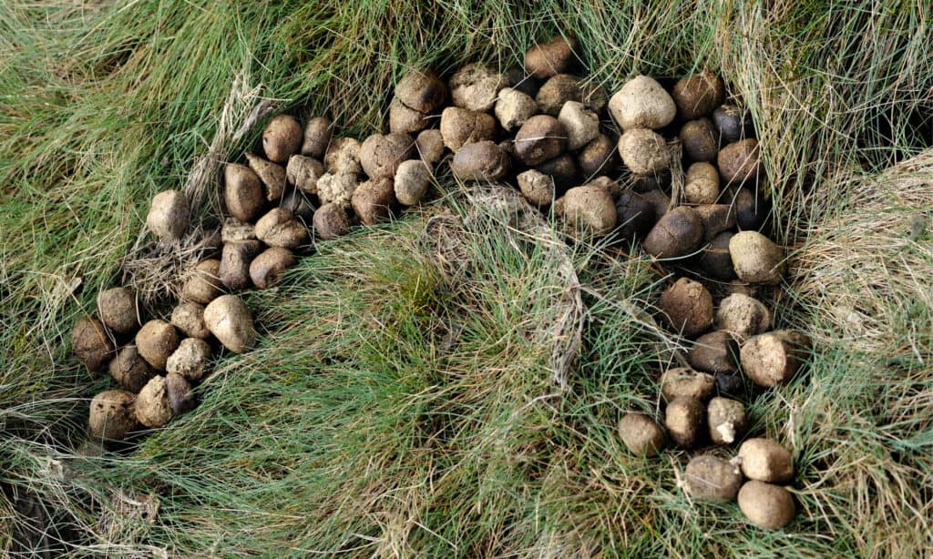 photo crotte wombat