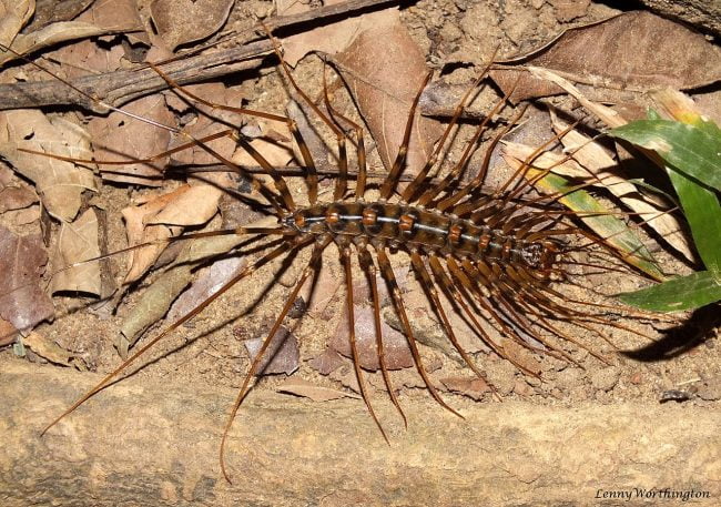 Le mille-pattes de maison : tout savoir sur ce petit intrus | Nostrodomus